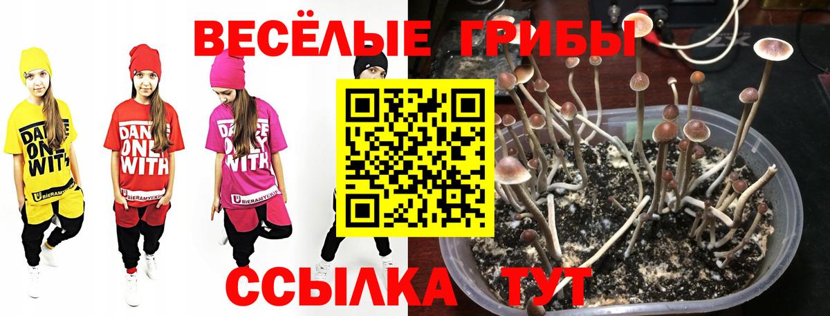 Галлюциногенные грибы ЛСД Камышин